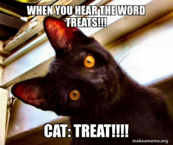 Overly Attached Cat