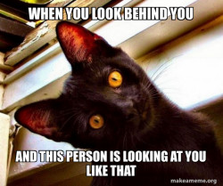 Overly Attached Cat
