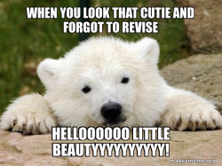 Popular Opinion Bear