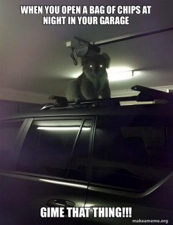 Drop Bear