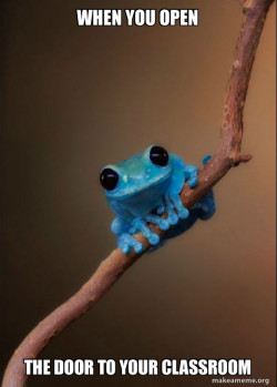 Small Fact Frog