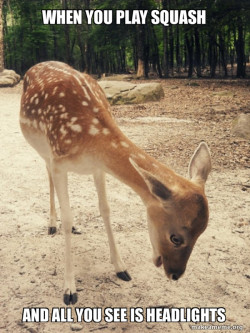O M G Deer