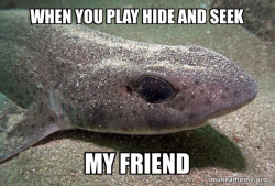 Dirty Joke Dogfish