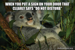 Laid Back Koala