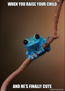 Small Fact Frog