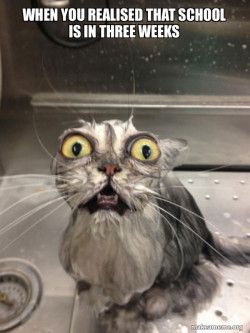 Cat bath