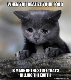 Confession Cat