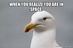Stuff That Didn't Happen Seagull