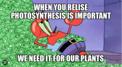 Mr Krabs Money