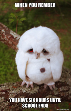 Sad Owl
