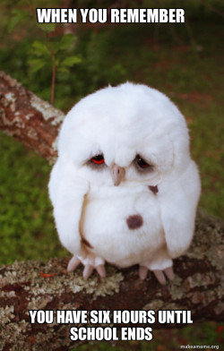 Sad Owl