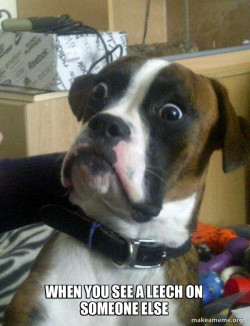Skeptical Dog