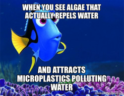 Dory from Nemo  (5 second memory)