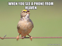Common Opinion Sparrow