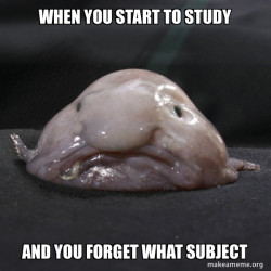 Blobfish