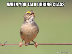 Common Opinion Sparrow