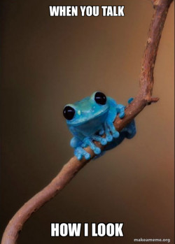 Small Fact Frog