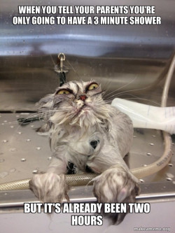 Cat Bath Returns