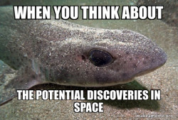 Dirty Joke Dogfish