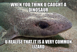 Dirty Joke Dogfish