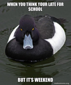 Revenge Duck ( Angry Advice Duck )
