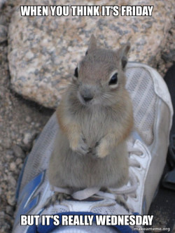 Standover Squirrel