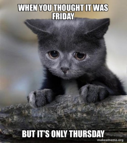 Confession Cat