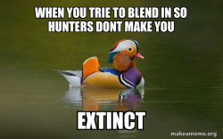 Fashionable Advice Mallard
