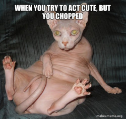 Hairless Cat