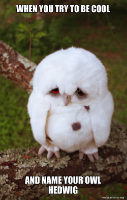 Sad Owl