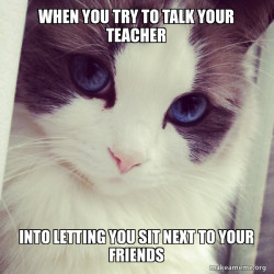 Ridiculously Photogenic Cat