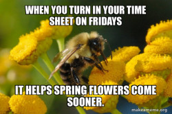 Good Guy Bee