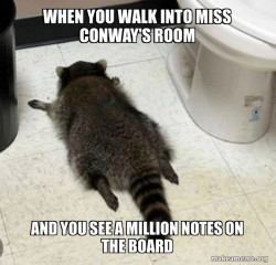 Drunk Raccoon