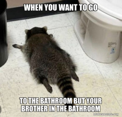 Drunk Raccoon