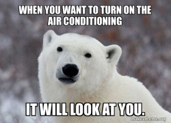 Popular Opinion Polar Bear