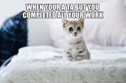 Cute Kitten