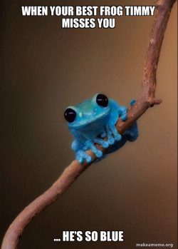 Small Fact Frog