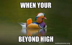Fashionable Advice Mallard