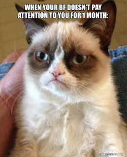Grumpy Cat