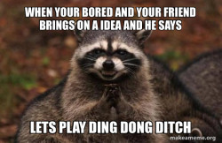 Evil Plotting Raccoon