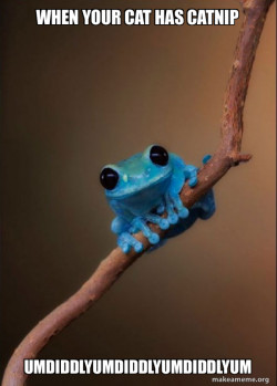 Small Fact Frog