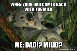 Laid Back Koala