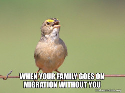 Common Opinion Sparrow