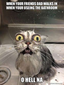 Cat bath