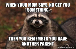 Evil Plotting Raccoon