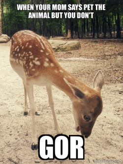 O M G Deer