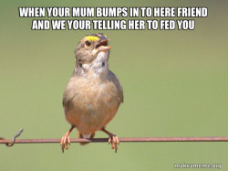 Common Opinion Sparrow