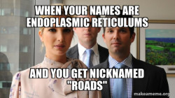 Endoplasmic Reticulums