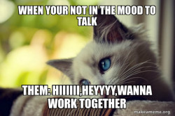 First World Cat Problems