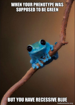 Small Fact Frog